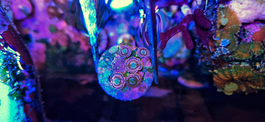 Zoanthid ("Pink orchid")