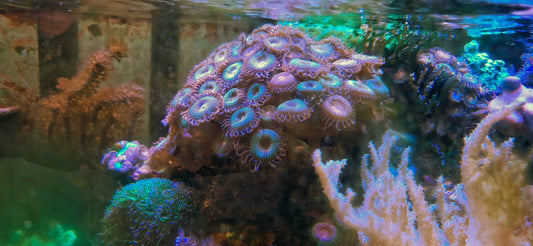 Zoanthids ("Reverse Space Monster")