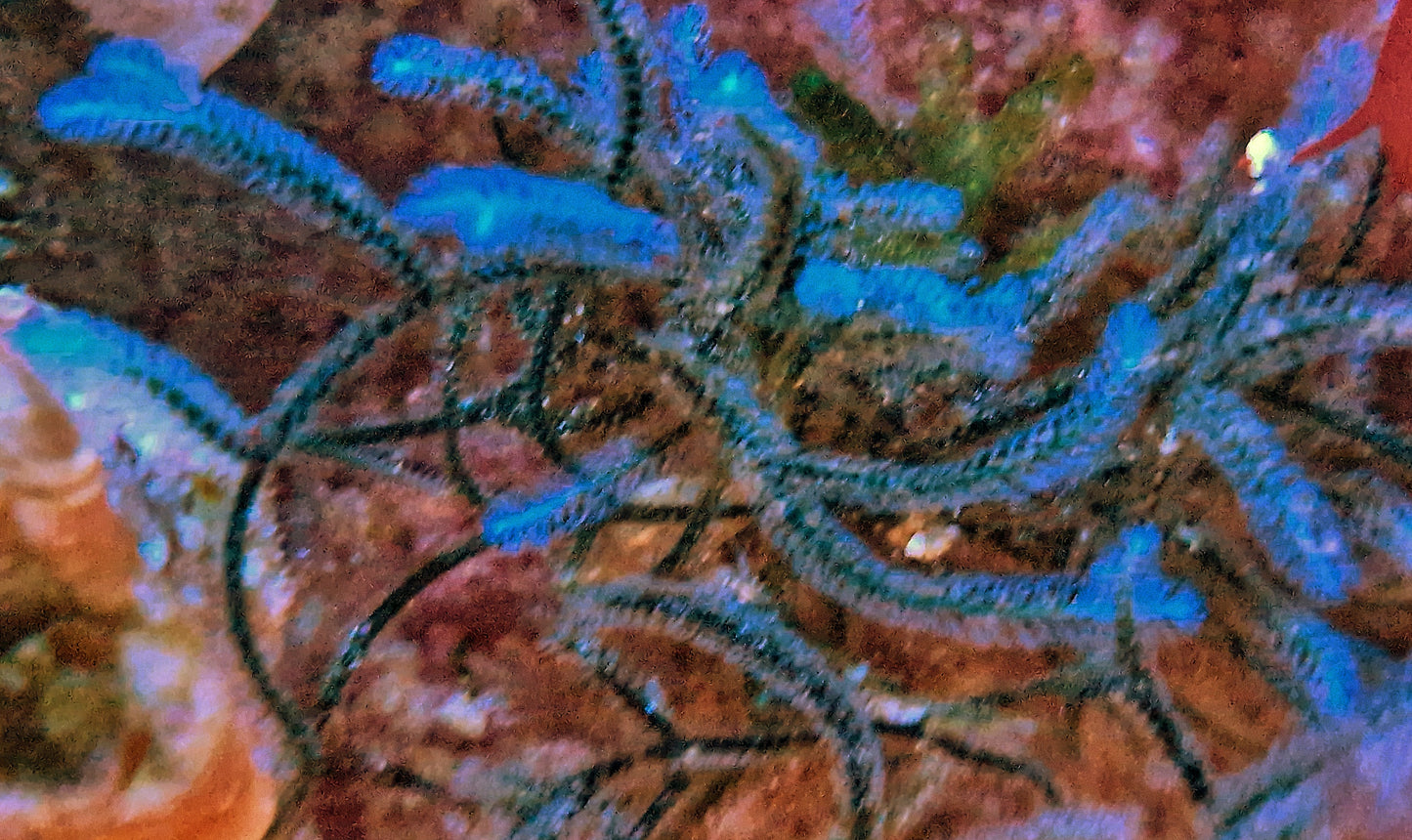 Macro algae : Caulerpa webbiana