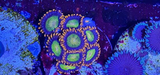 Zoanthids ("Mandabams")