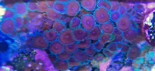Palythoa ("Purple death")