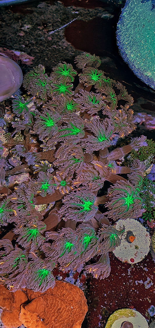 Clove polyps ("Papya")