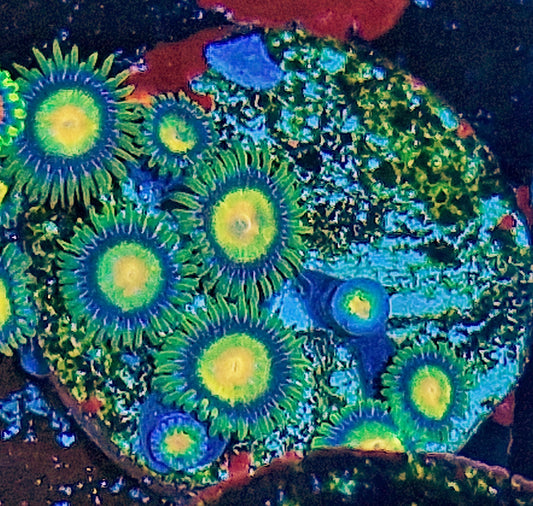 Zoanthid ("King Midas")
