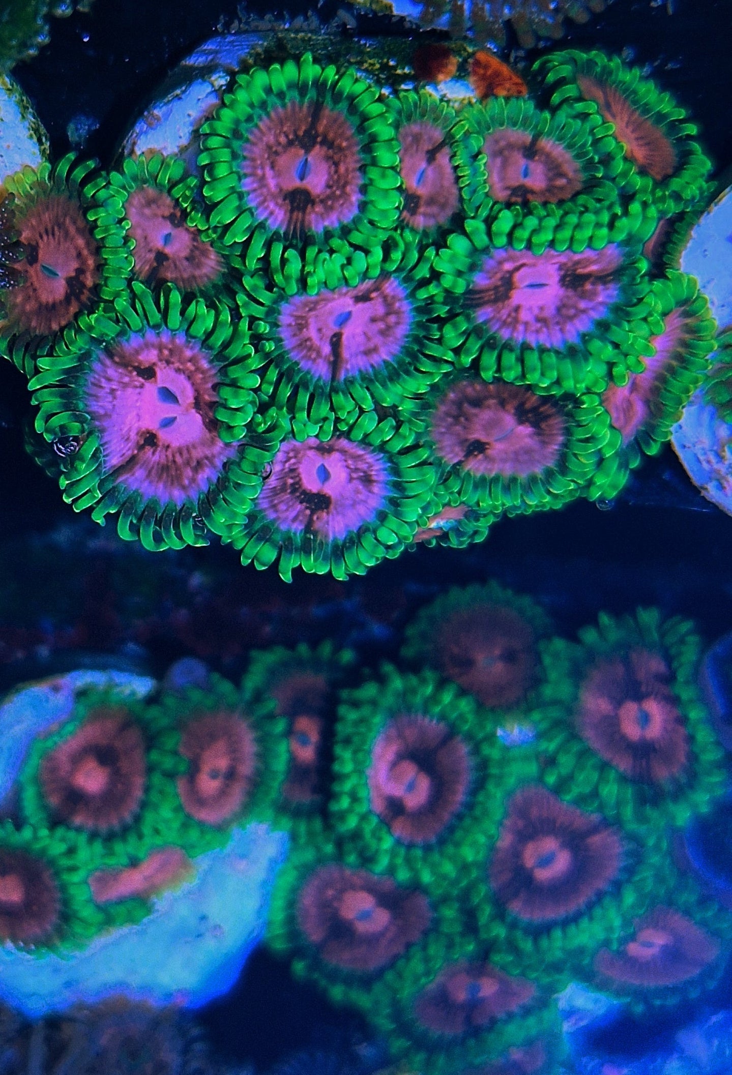 Zoanthid ("Fake lime chilli")