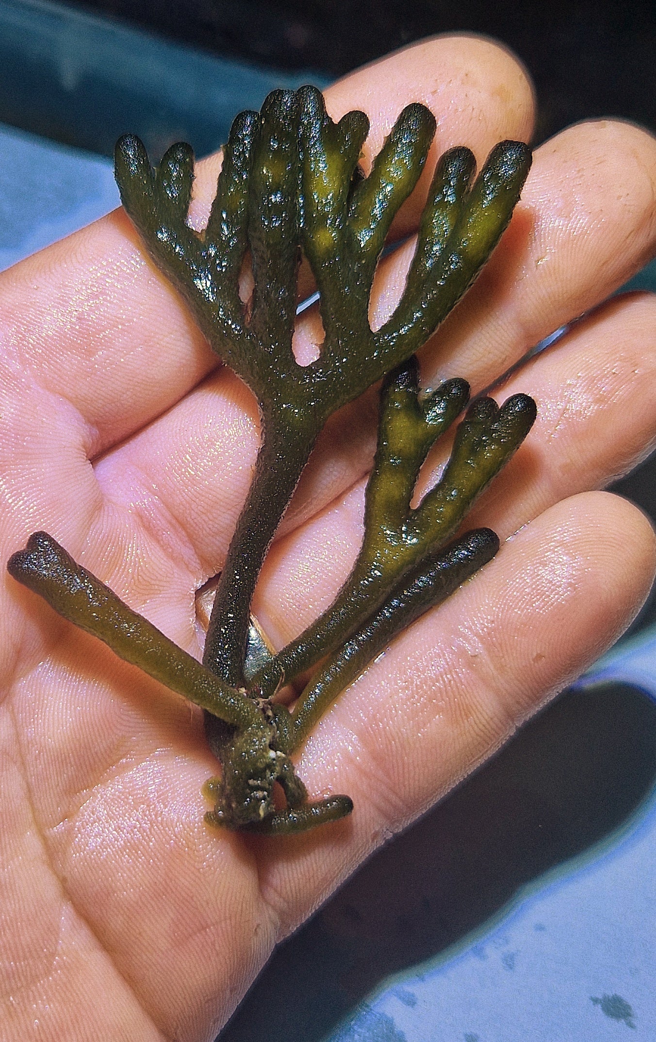 Macro algae : Codium Fragile ("velvet horn")
