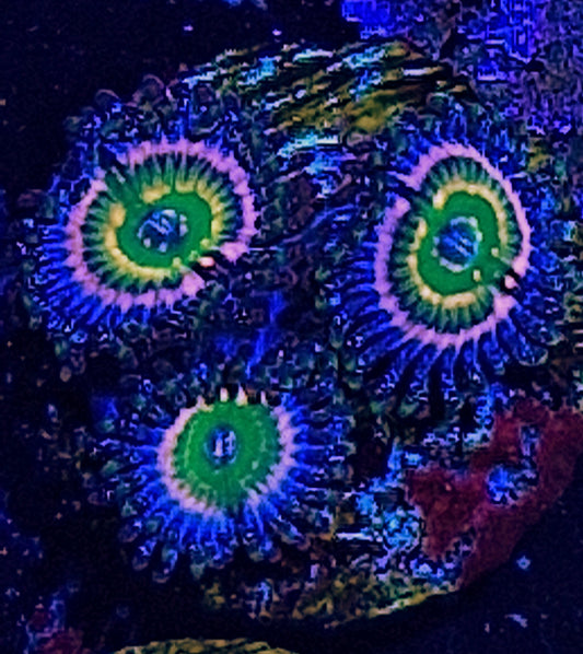 Zoanthids ("ARC Woodstock")