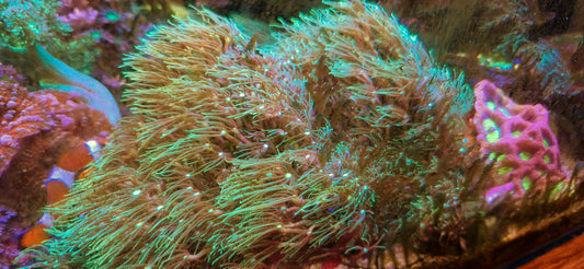 Briareum spp. ("Long lash, semi branching green star polyps")