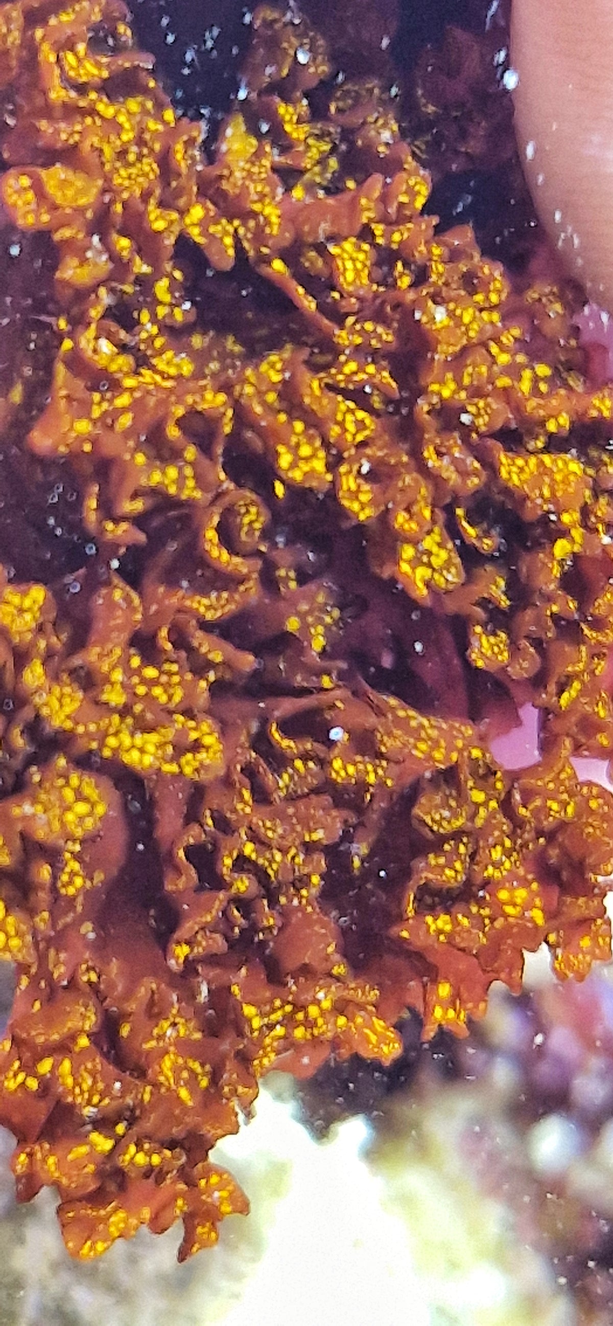 Halymenia stipitata ("Acid rain Halymenia" "Atomic broccoli")