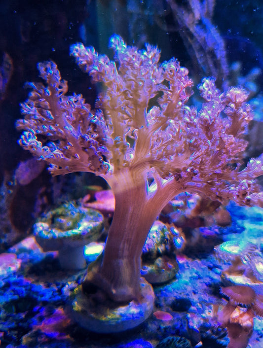 Capnella spp. ("Kenya tree")