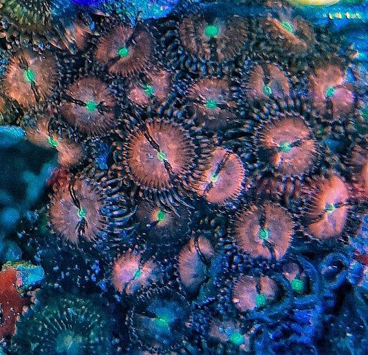Zoanthids ("Purple Bees")