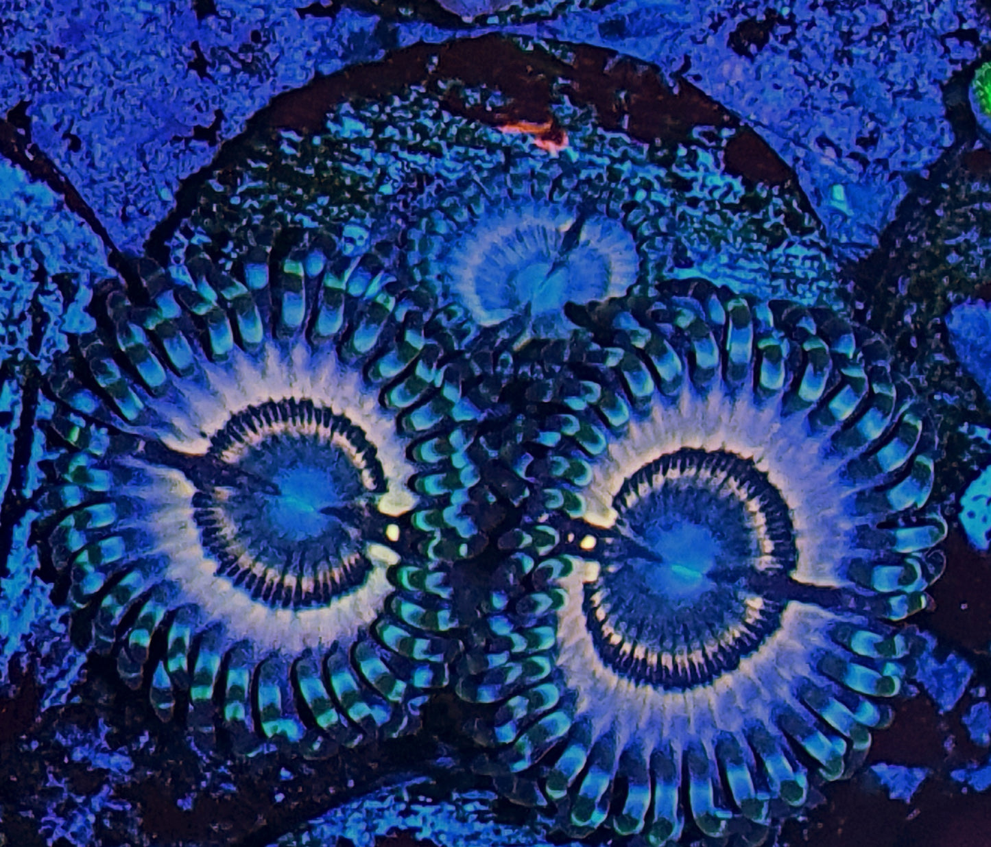 Zoanthids ("Petroglyphs")