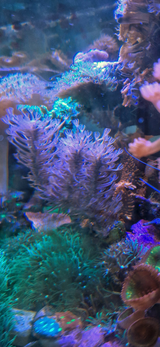 Gorgonian ("Long polyp, Thick stem, Fluffy")
