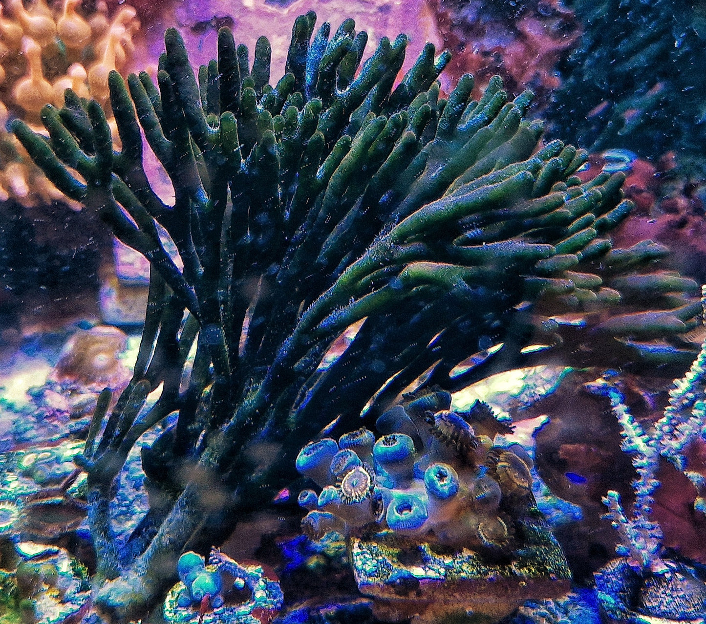 Macro algae : Codium Fragile ("velvet horn")