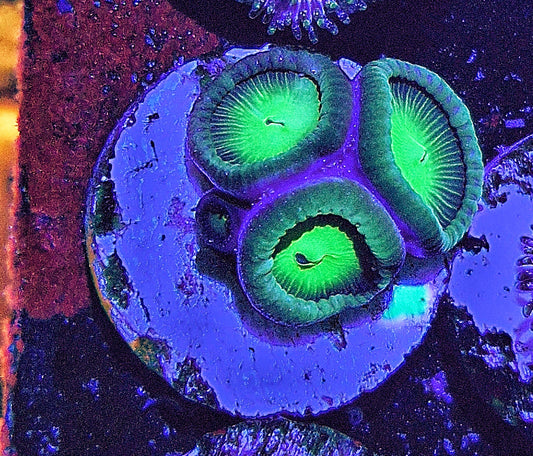 Button polyps 3 polyps