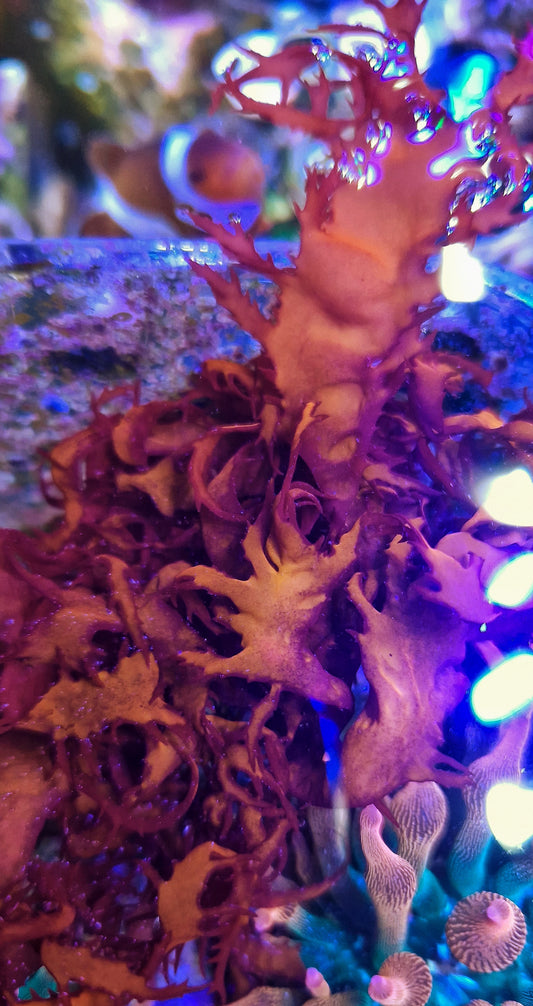 Macro algae : Halymenia durvillei