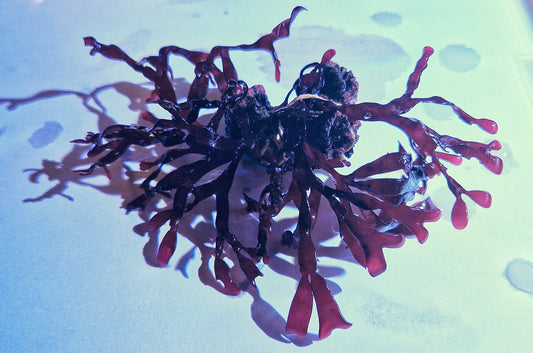 Dichotomaria spathulata