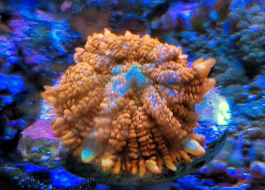 Rhodactis ("Superman")