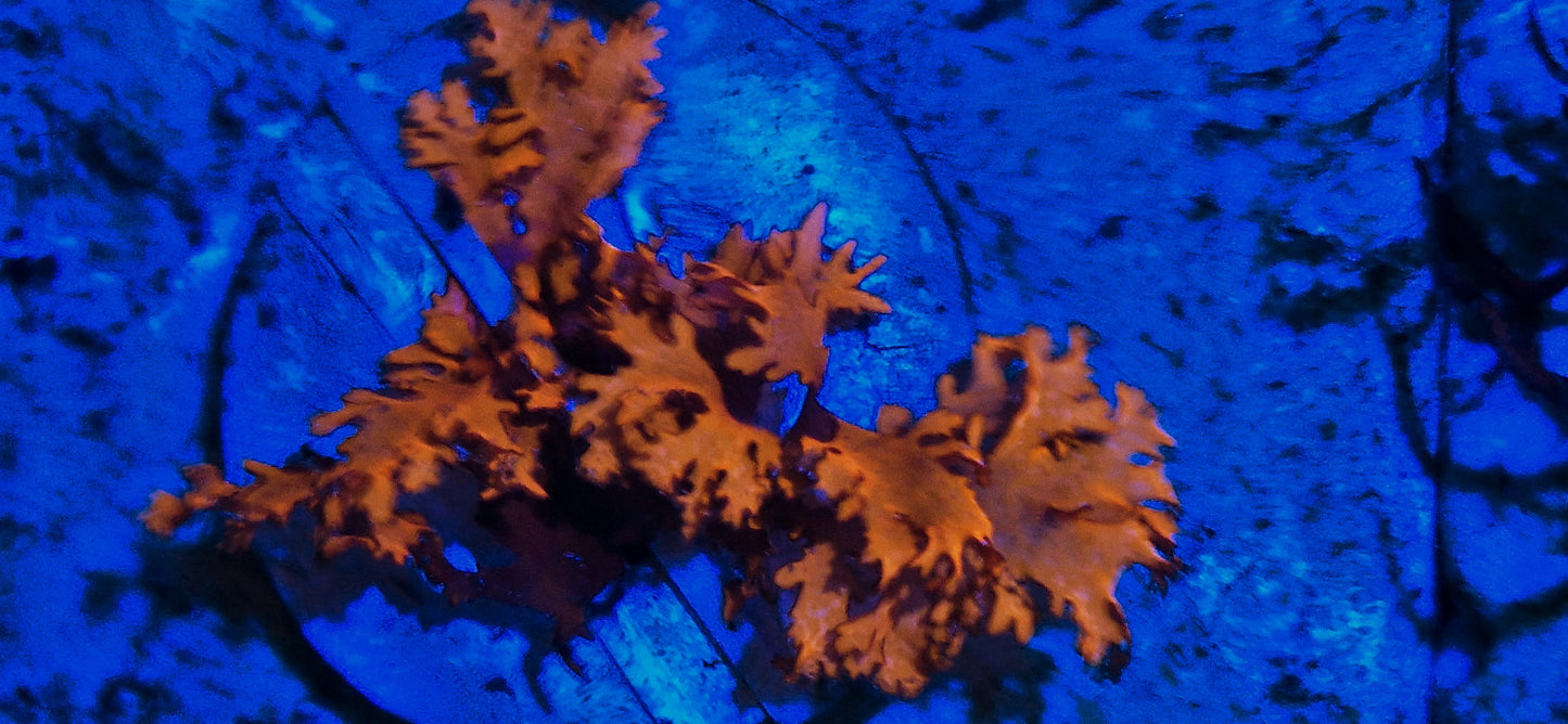 Macro algae : Halymenia spp. (Var. Australian)
