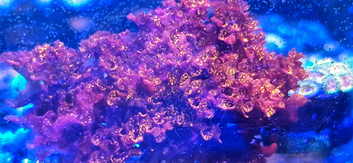 Halymenia stipitata ("Acid rain Halymenia" "Atomic broccoli")