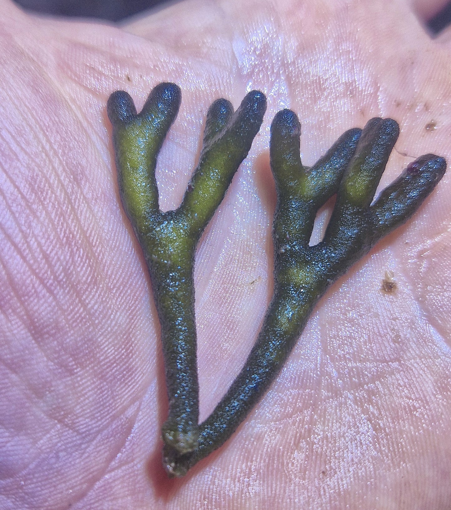 Macro algae : Codium Fragile ("velvet horn")