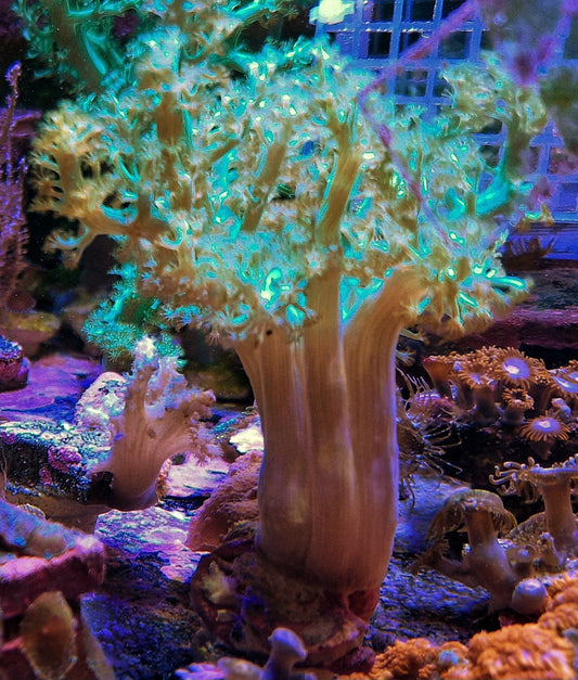Litophyton ("Green tree")