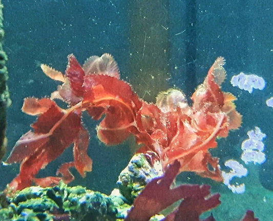 Macro algae : Cryptonemia crenulata
