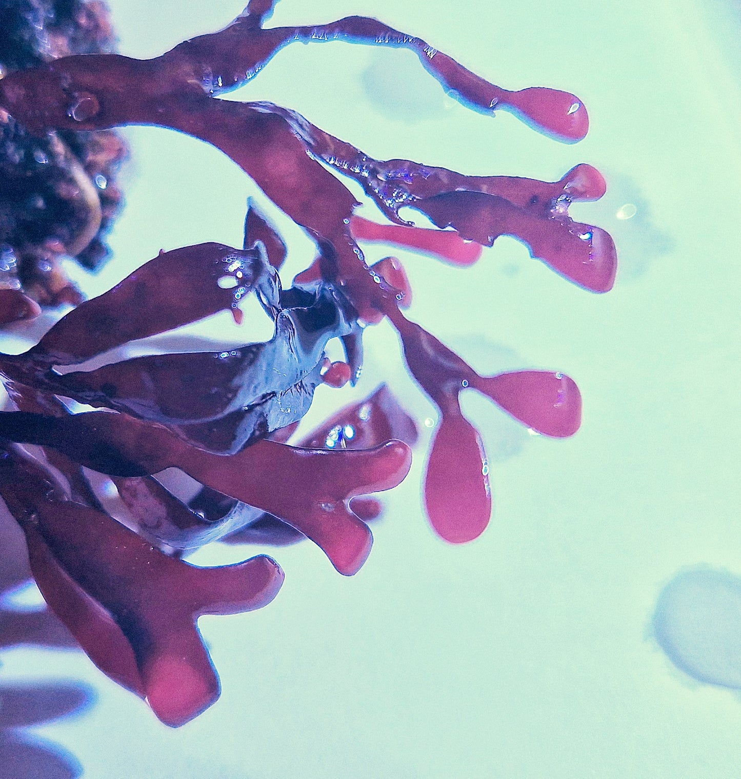 Dichotomaria spathulata