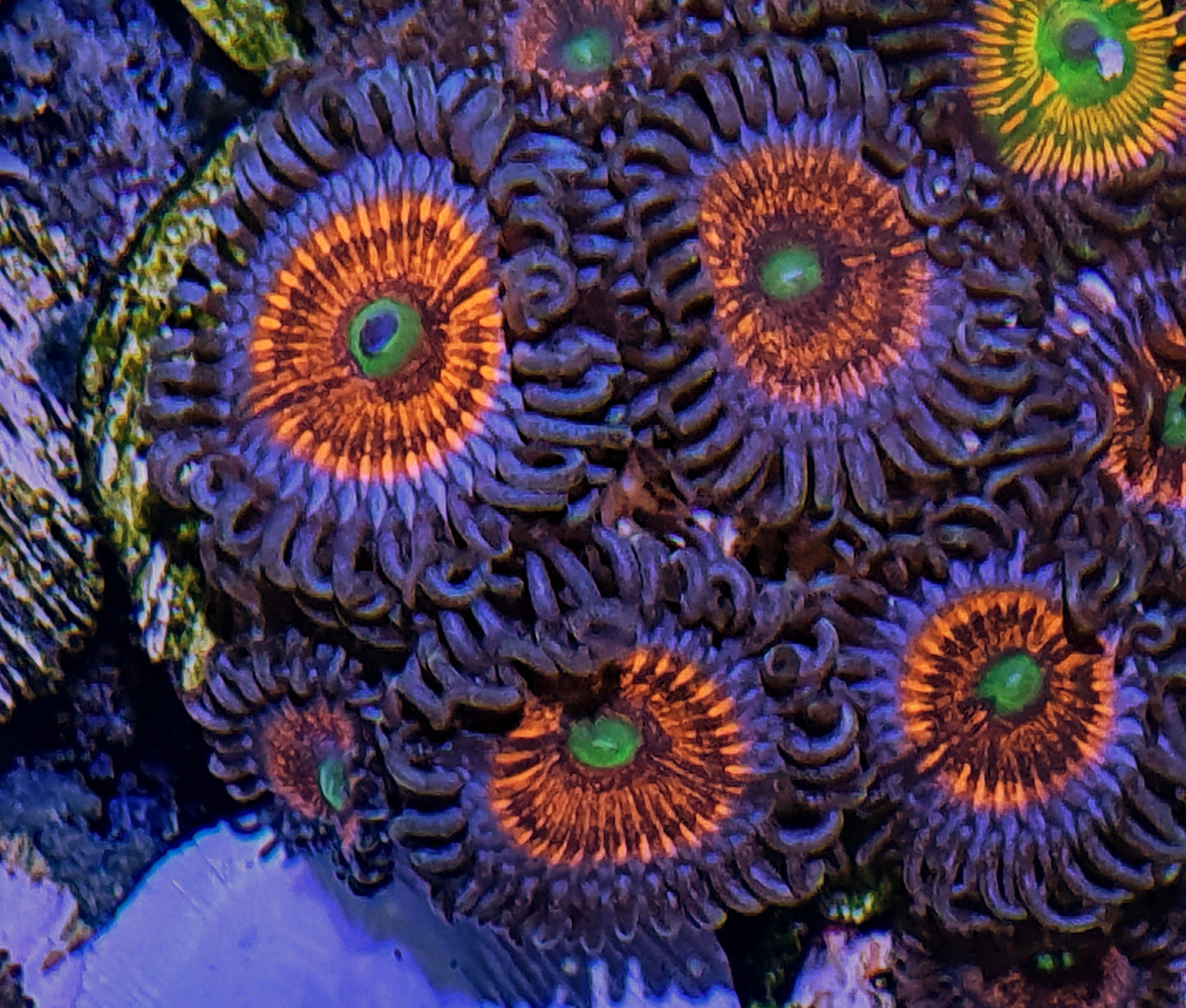 Zoanthids ("Everlasting gobstopper")