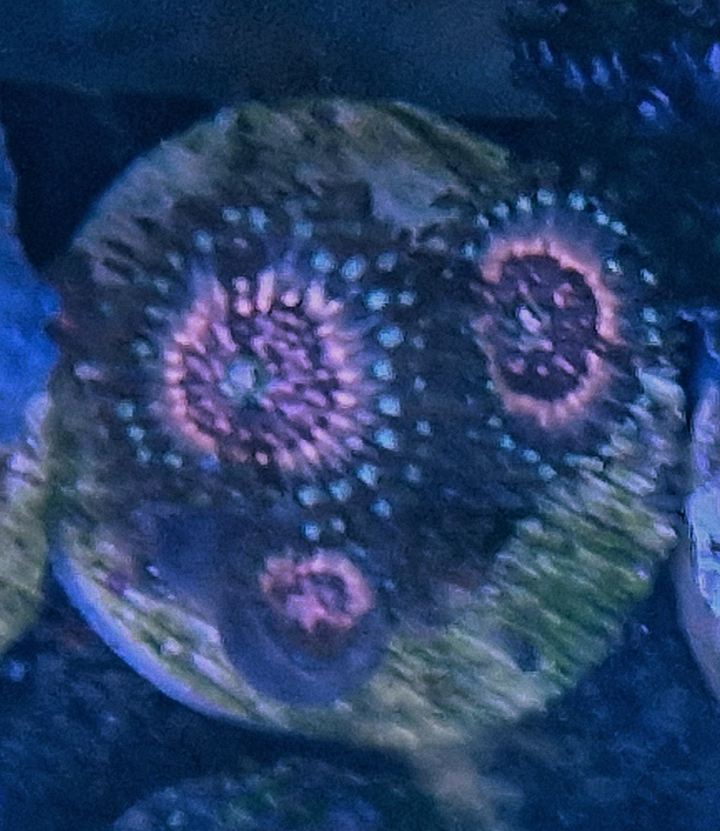 Zoanthid ("Pink zipper")