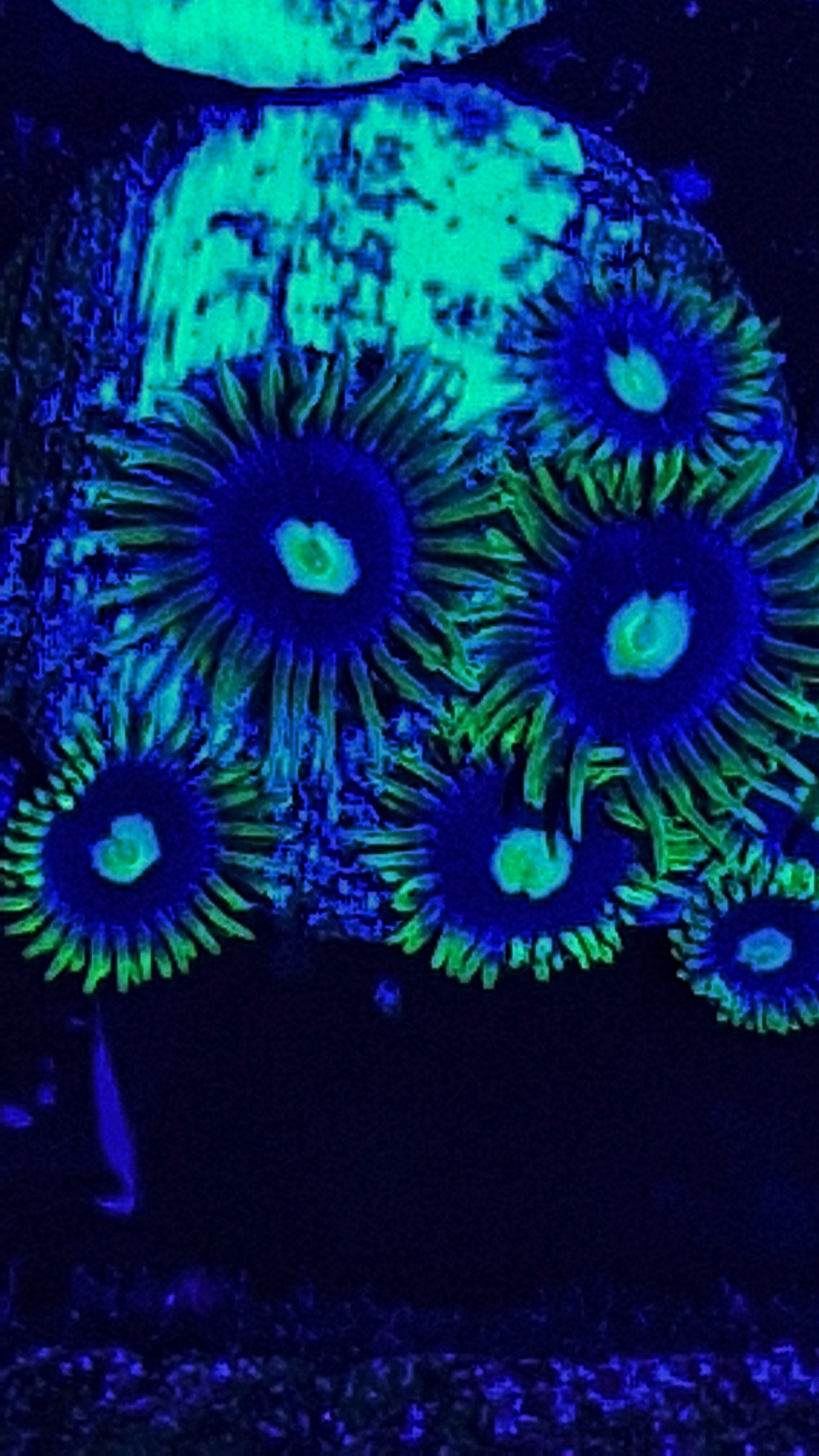 Zoanthid ("Blueberry fields")