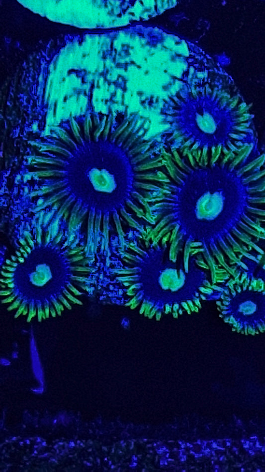 Zoanthid ("Blueberry fields")