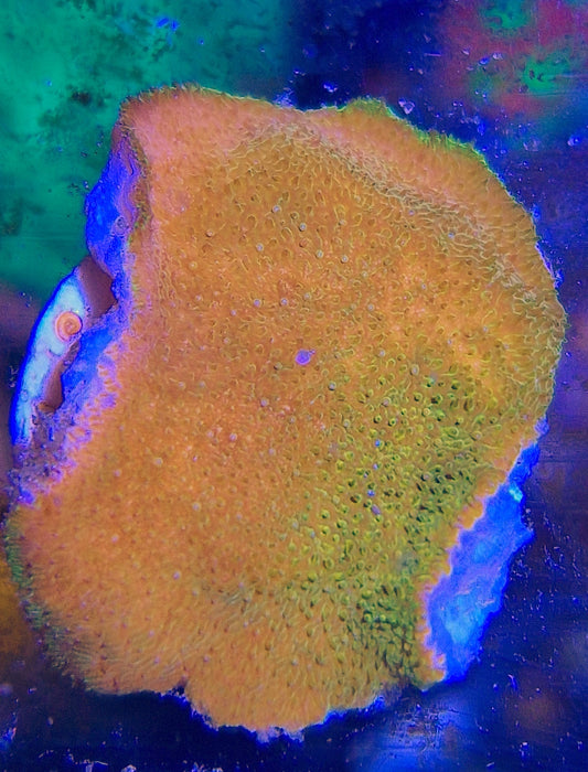 Psammocora ("Lemon and lime Psammocora")