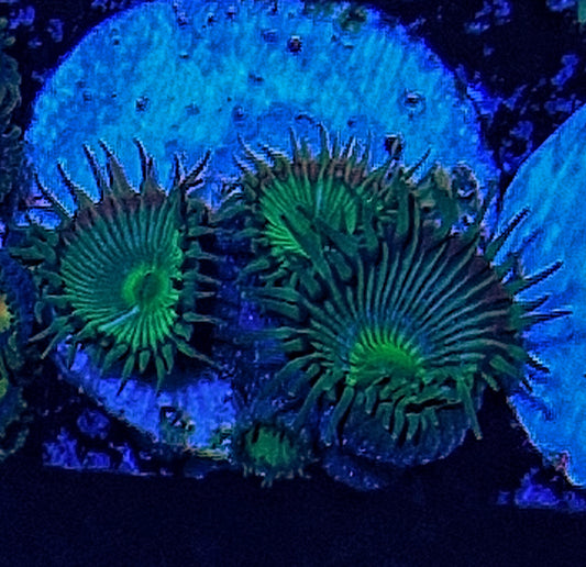 Palythoa ("Hulks")