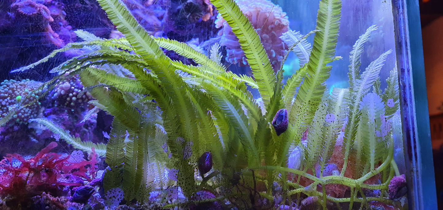 Macro algae : Caulerpa taxifolia