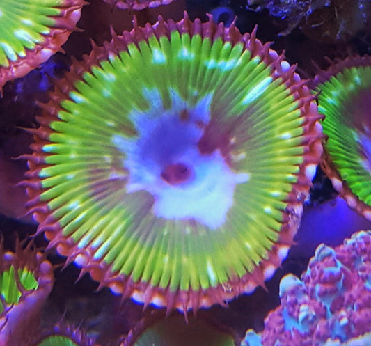 Palythoa grandis ("Psychadelic")