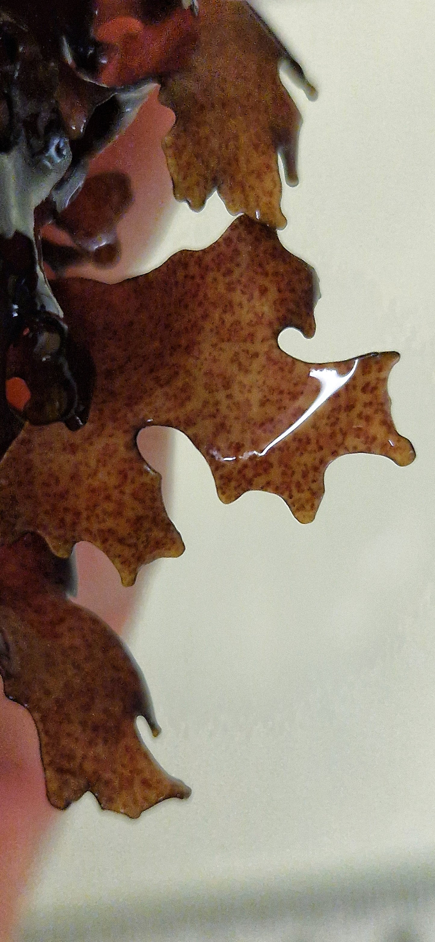 Macro algae : Halymenia maculata