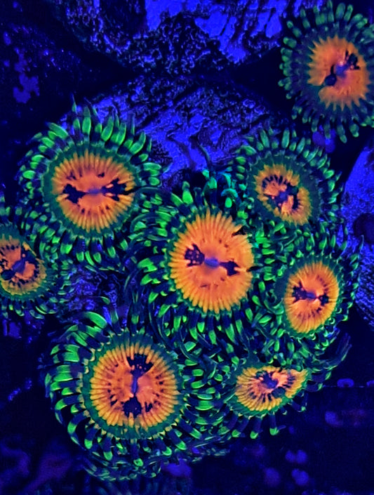 Zoanthid ("Bowtie blaster")