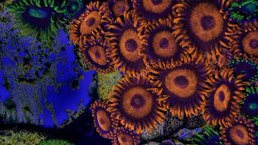 Zoanthid ("Orange oxide")