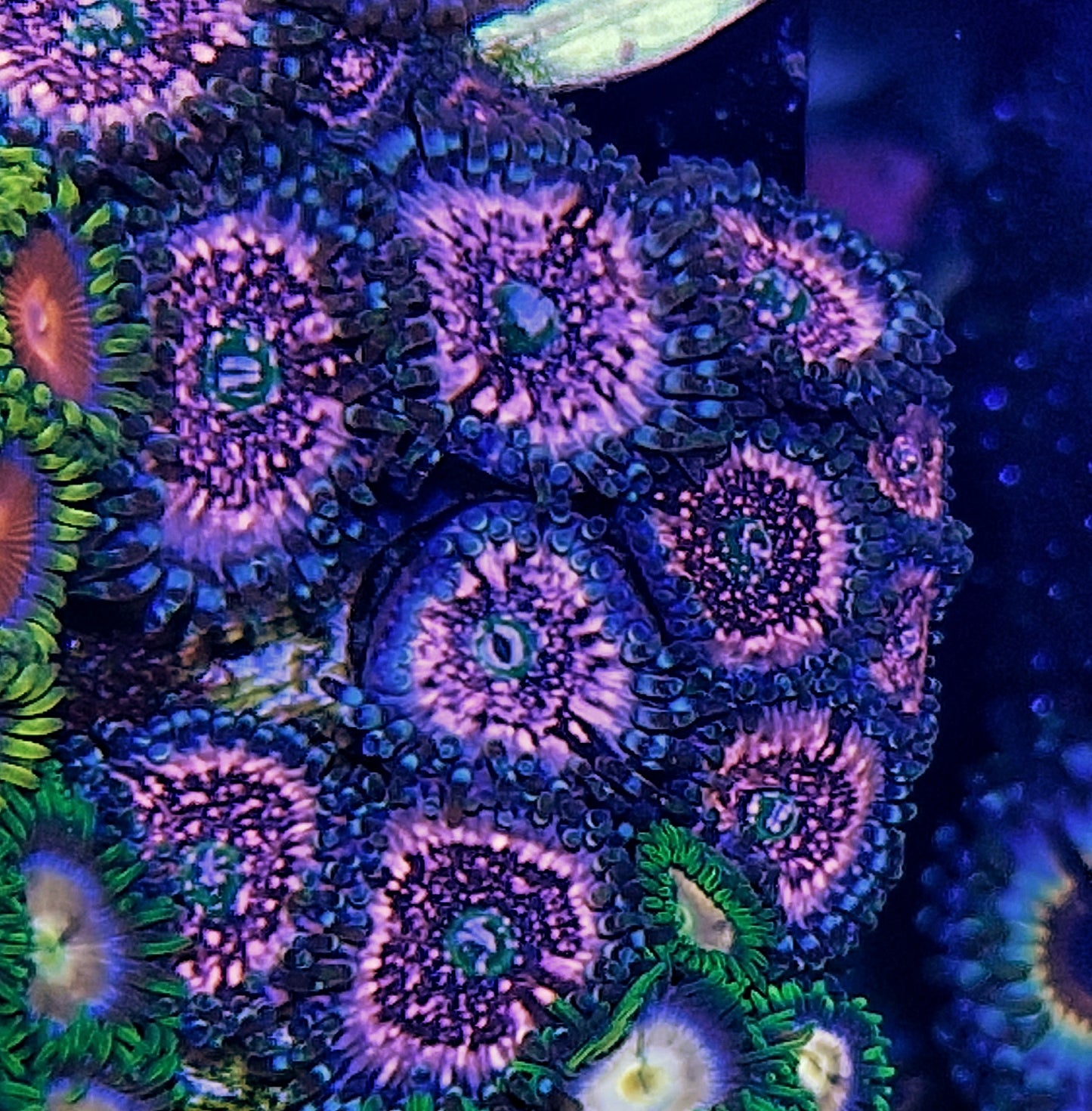 Zoanthid ("Pink zipper")