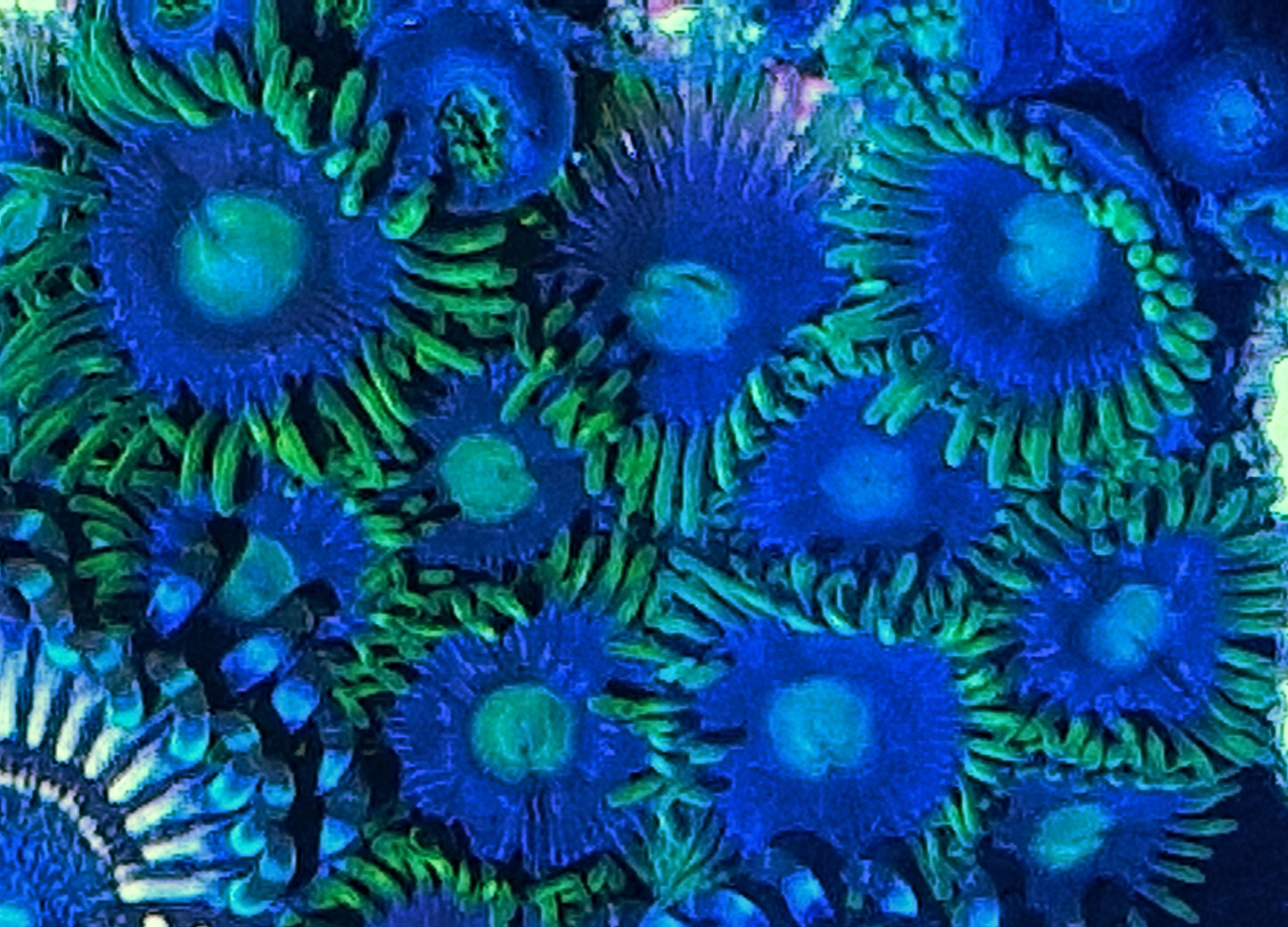 Zoanthid ("Blueberry fields")