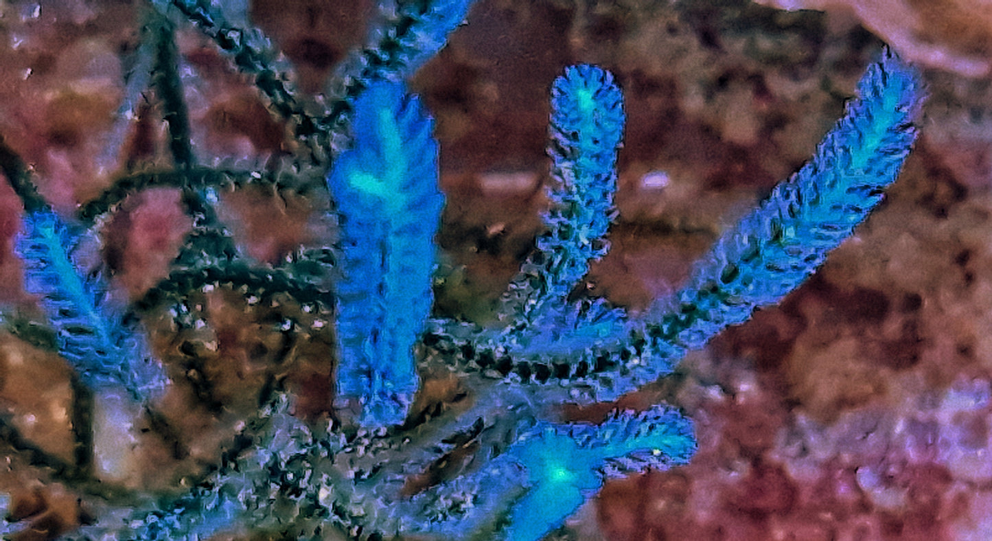 Macro algae : Caulerpa webbiana