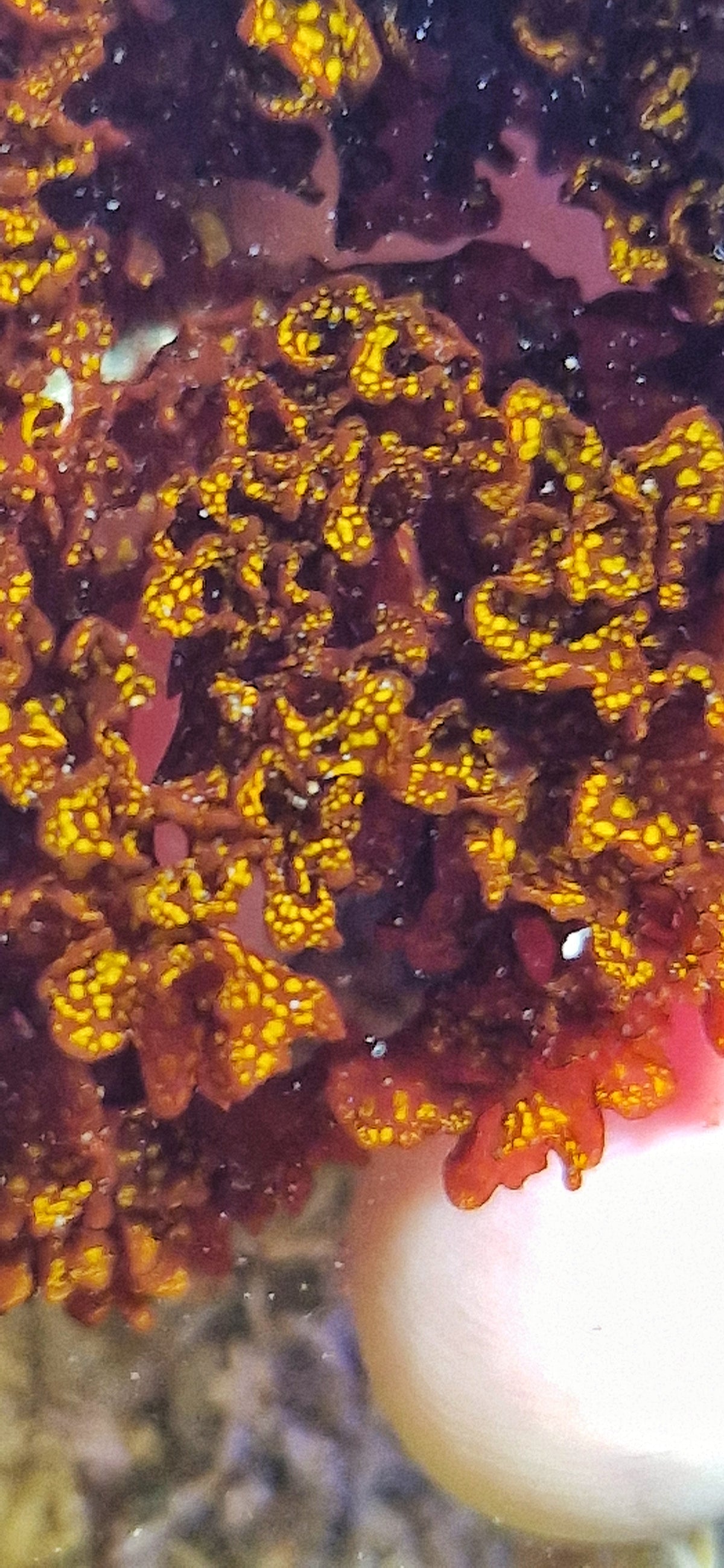 Halymenia stipitata ("Acid rain Halymenia" "Atomic broccoli")