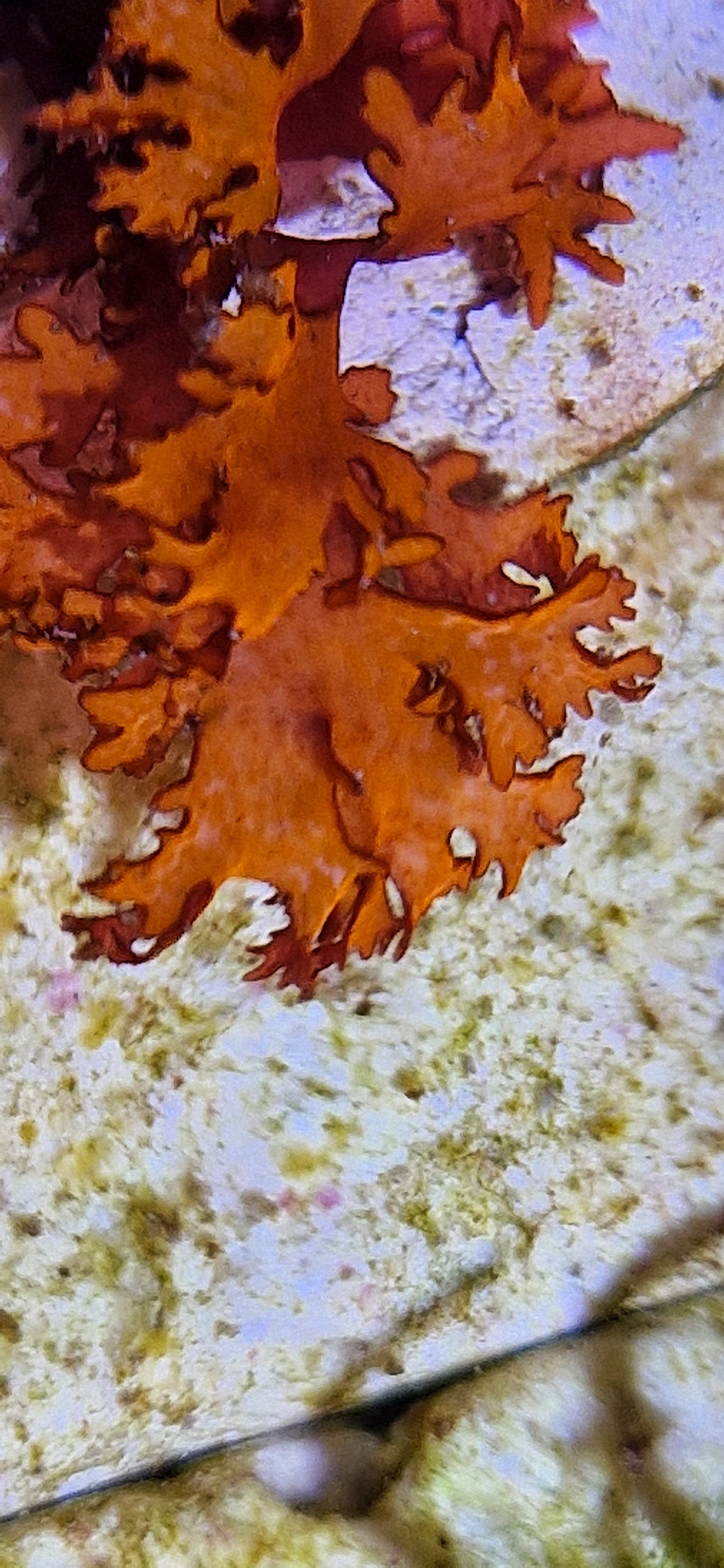 Macro algae : Halymenia spp. (Var. Australian)