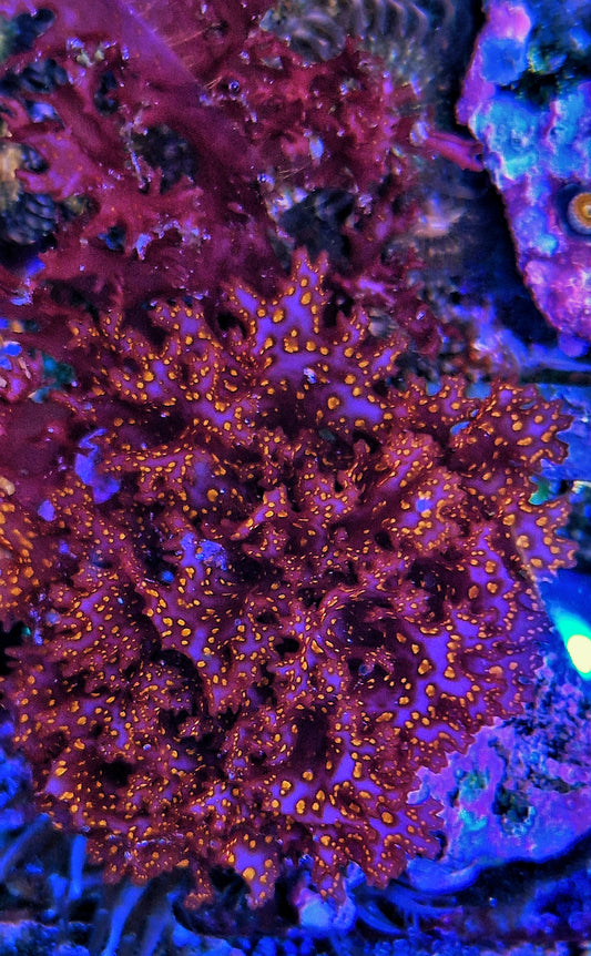 Macro algae : Halymenia formosa