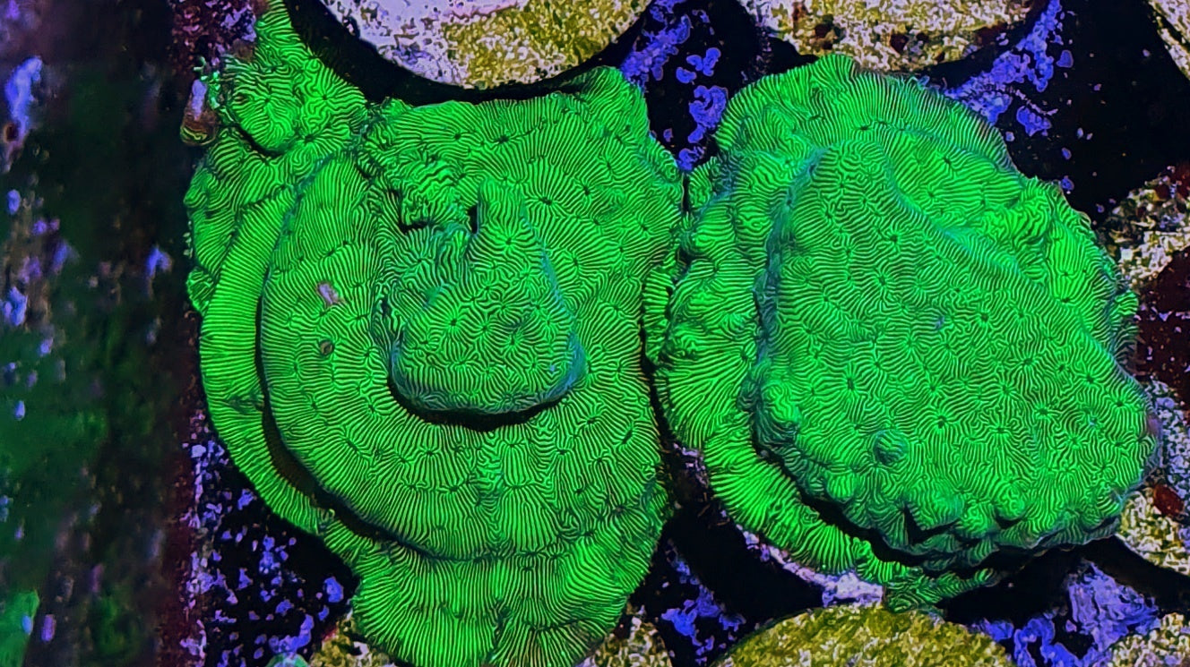 Leptoseris ("Oilslick")