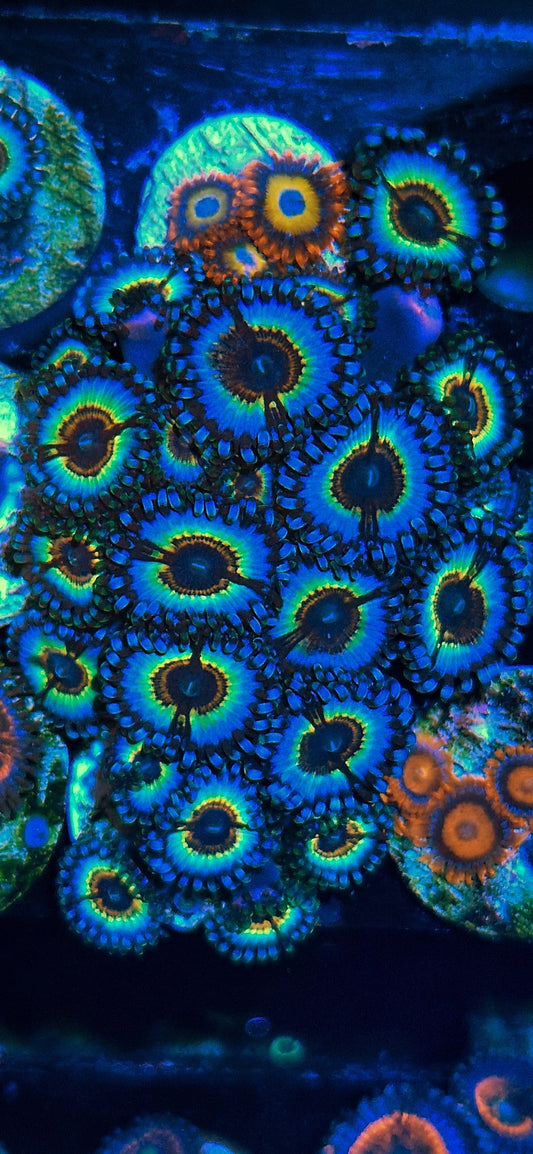 Zoanthids ("Sonic Flare")