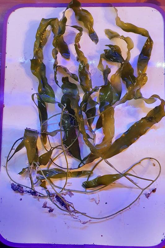 Macro algae : Caulerpa prolifera