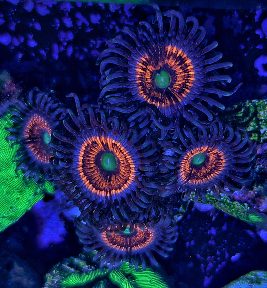 Zoanthids ("Everlasting gobstopper")