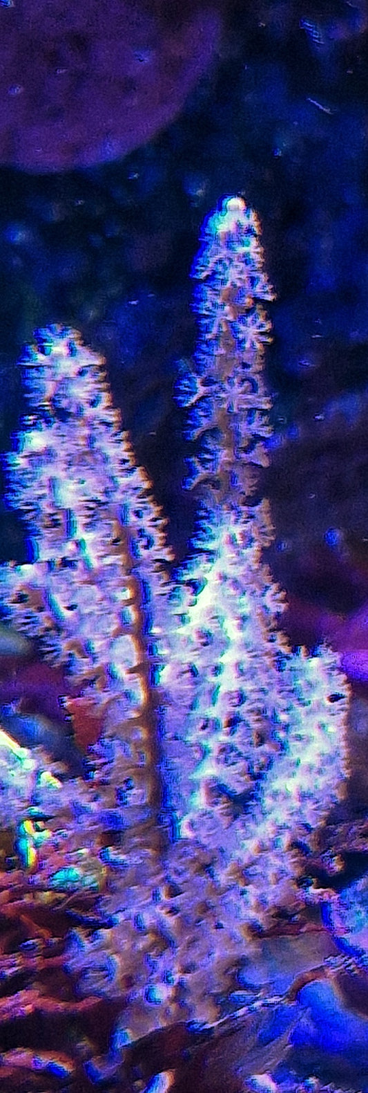 Gorgonian ("Common whip")