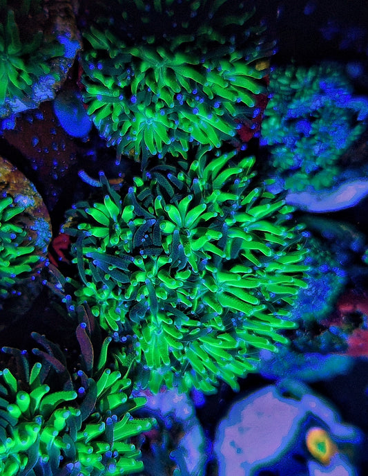 Galaxea ("Purple and green")